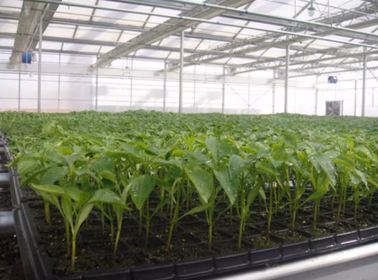 Bandeja de germinação para crescimento de sementes de plugue de plástico PS para berçário de vegetais com efeito de estufa